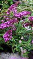Buddleja Davidii Free Petite in varieties, lovely compact version, prolific flowering, attractive to pollinators, buy this flowering Buddleia online UK.