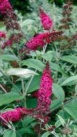 Buddleia Davidii Miss Ruby also know as Buddleja, the Butterfly Bush is a gorgeous deep ruby red variety that will flower throughout the summer.