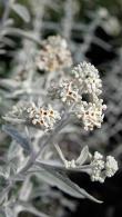 Buddleja Davidii Silver Anniversary or Buddleia Morning Mist, flowering shrub that attracts pollinators, buy online UK delivery.