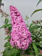 Buddleia Pink Delight is a vibrant shrub with soft pink flower spikes that attract butterflies, providing a splash of color and fragrance throughout the summer.