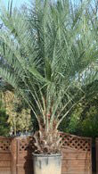 Butia Capitata, hardy palms specialist nursery, London. Paramount, specialist London garden centre and online UK.