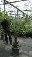 Butia Capitata, hardy palms specialist nursery, London. Paramount, specialist London garden centre and online UK.