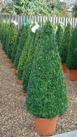 Buxus Sempervirens Cones, Topiary Box Pyramids and other shaped Buxus plants for sale at our Topiary specialist nursery in London UK.