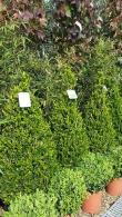 Buxus Sempervirens Cones, Topiary Box Pyramids and other shaped Buxus plants for sale at our Topiary specialist nursery in London UK.