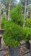 Boxwood Topiary Spiral, Buxus Spiral or Box Spiral Topiary 