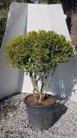 Multi Stem Boxwood or Buxus Sempervirens Topiary