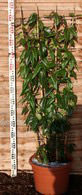 Prunus lusitanica variegata