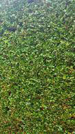 Ligustrum Ovalifolium Privet Hedging Plants