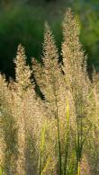 Calamagrostis Brachytricha or Korean Feather Reed Grass is a very attractive ornamental grass - part of our large grasses collection, buy UK.