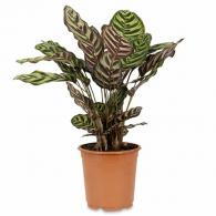 Calathea Makoyana or Peacock Plant Indoor Foliage Plant
