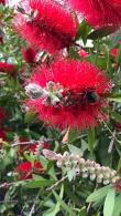 Callistemon Standard Tree