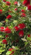 Pleached Callistemon Laevis Trees or Pleached Bottle Brush Trees