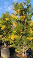 Calocedrus Decurrens Aureovariegata is also known as California Incense Cedar for sale online with UK delivery.