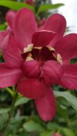 Calycanthus Floridus Aphrodite or Sweetshrub is a highly fragrant and pretty flowering shrub. Buy online UK delivery