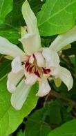 Calycanthus Venus, very pretty white flowering shrub also known as Carolina Allspice, good sized plants for sale online UK delivery. 