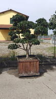 Camelia Sasanqua Pink - 8430 Mature Camelia Sasanqua Cloud Tree £15000