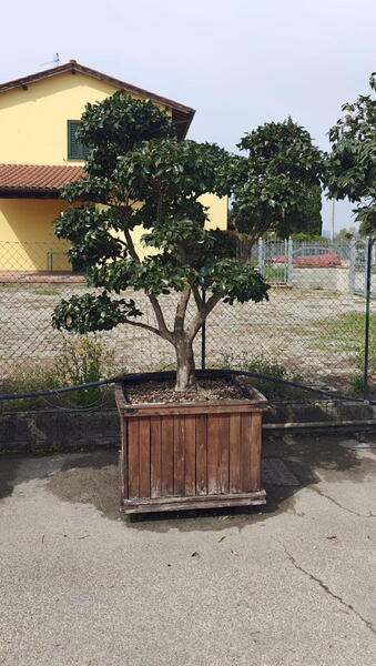 Camelia Sasanqua Pink - 8430 Mature Camelia Sasanqua Cloud Tree £15000