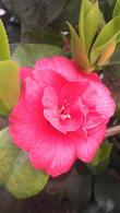 Camellia Japonica Ascona Red-Flowering Evergreen Shrub