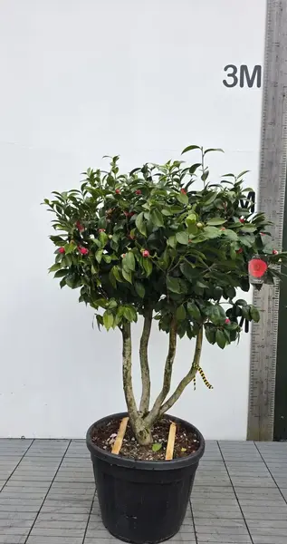 Camellia C.M Hovey 0023 - £1800.00 Unique Mature Specimen