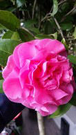 Camellia Japonica Debbie, Flowering Shrubs to buy online, UK