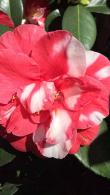 Camellia Japonica Dixie Knight Supreme Red & White Flowers