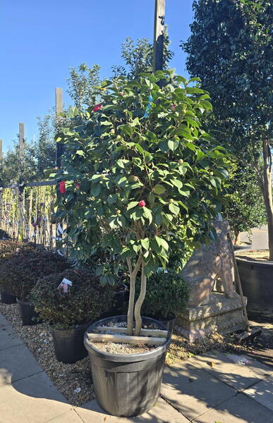 Camellia Dr. Clifford Parks 0001 - £1500