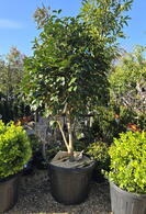Camellia Dr. Clifford Parks 0006 - £1500