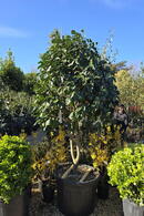 Camellia Dr. Clifford Parks 0007 - £1500
