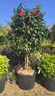 Camellia Dr. Clifford Parks 0001 - £1500