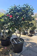 Camellia Dr. Clifford Parks 0005- £1500