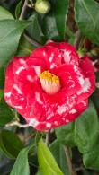 Camellia Japonica Adolphe Audusson, bright red flowering Camellia for sale online UK