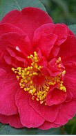 Camellia Japonica Australis, vivid red flowering Camellias to buy online, UK