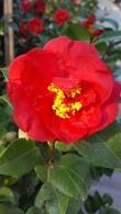 Camellia Japonica Blood of China Red Flowering Evergreen Shrub