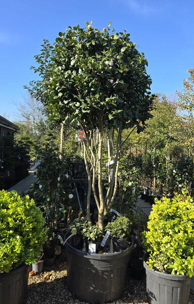 Camellia Japonica Bonomiana 0009 - £2000