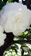 Camellia Japonica Compacta Alba