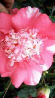 Camellia Japonica Elegans, Spring Flowering Evergreen Shrub, UK