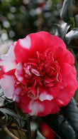 Camellia Japonica General Colletti, a multi-coloured variety of Camellia, buy online from our North London plant centre, UK
