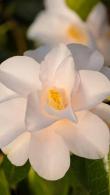 Camellia Japonica Hagoromo, beautiful white flowering Camellia with profuse flowering buy online UK