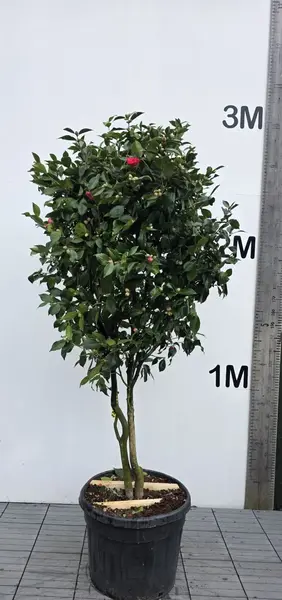 Camellia Japonica Jutre 0024 - £1450 Unique Mature Specimen