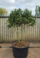 Camellia Japonica Kirin 0014 - £1750