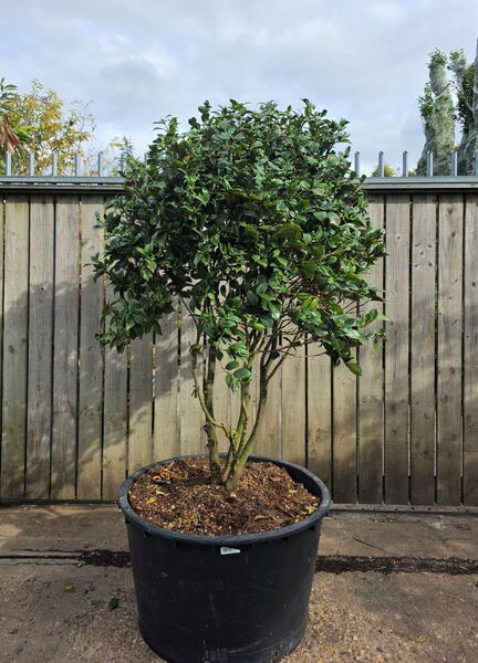 Camellia Japonica Kirin 0013 - £1750