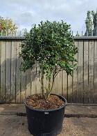 Camellia Japonica Kirin 0013 - £1750