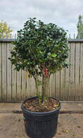Camellia Japonica Kirin 0015 - £1750