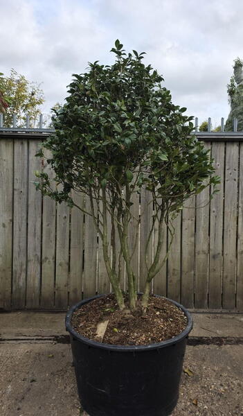 Camellia Japonica Kirin 0012 - £1750