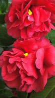 Camellia Japonica Kirin No Homare - produces large scarlet red flowers in a double peony shape