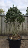 Camellia Japonica Kirin 0012 - £1750