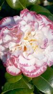 Camellia Japonica Margaret Davis