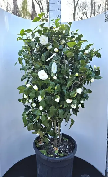 Camellia japonica Nuccio