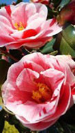 Camellia Japonica Oki No Nami, Flowering Shrubs, UK
