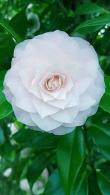 Camellia Japonica Paolina Maggi
